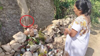 aparece-supuesta-imagen-de-la-virgen-en-un-arbol-de-tahdziu-yucatan-asi-es