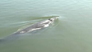 Hallan ballena muerta en Playas de Tijuana; imágenes