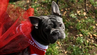 Ve este desfile de bulldogs franceses, ellos fueron los más tiernos: fotos