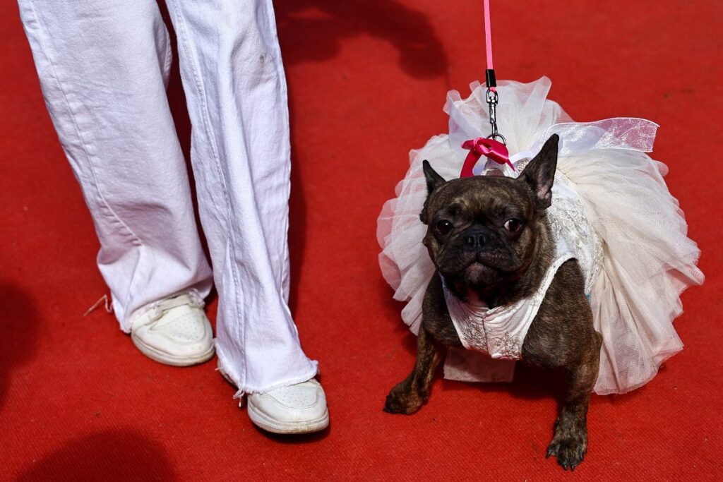 Este pequeño bulldog fue disfrazado de bailarina