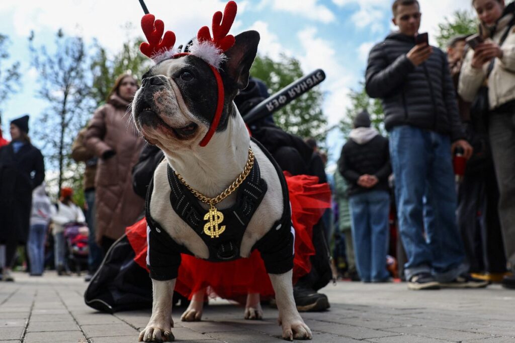 Este pequeño bulldog fue disfrazado de diablo