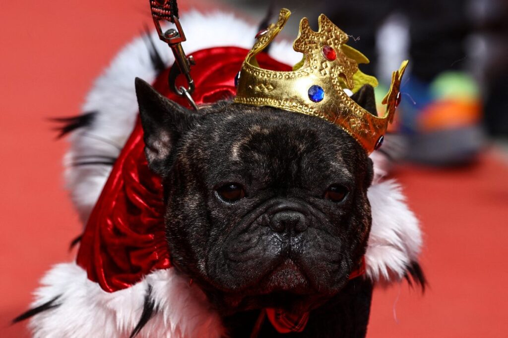 Este pequeño bulldog fue disfrazado con flores.