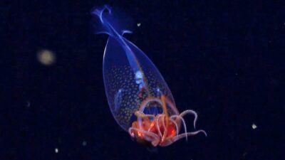 El calamar colosal fue descrito formalmente en un artículo científico, des pues de 100 años de su primera observación.