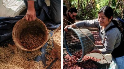 Campo Mexicano Economia Mexico