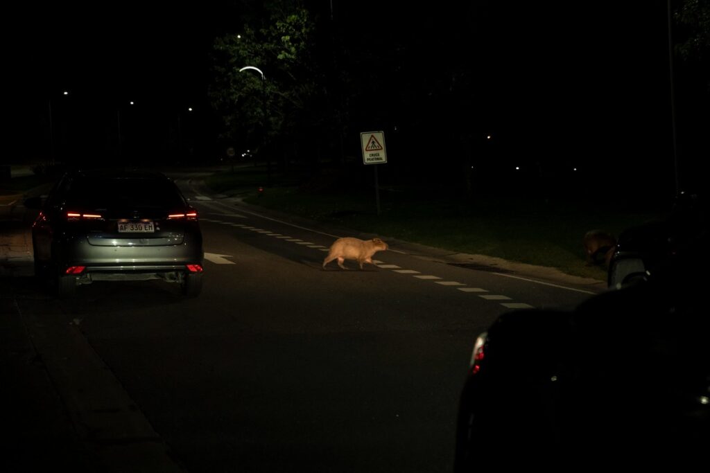 Capibaras Accidentes