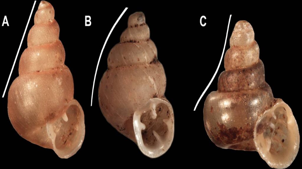 Misteriosa especie de caracol recibe el nombre de ¡Picasso!; ¿Por qué?