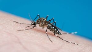 ¿Cuáles son los estados más afectados por dengue en México? Identifica las señales de alerta