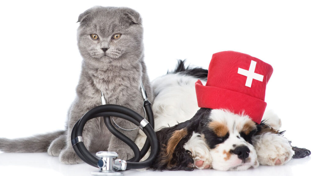 Chequeos nutricionales para mascotas