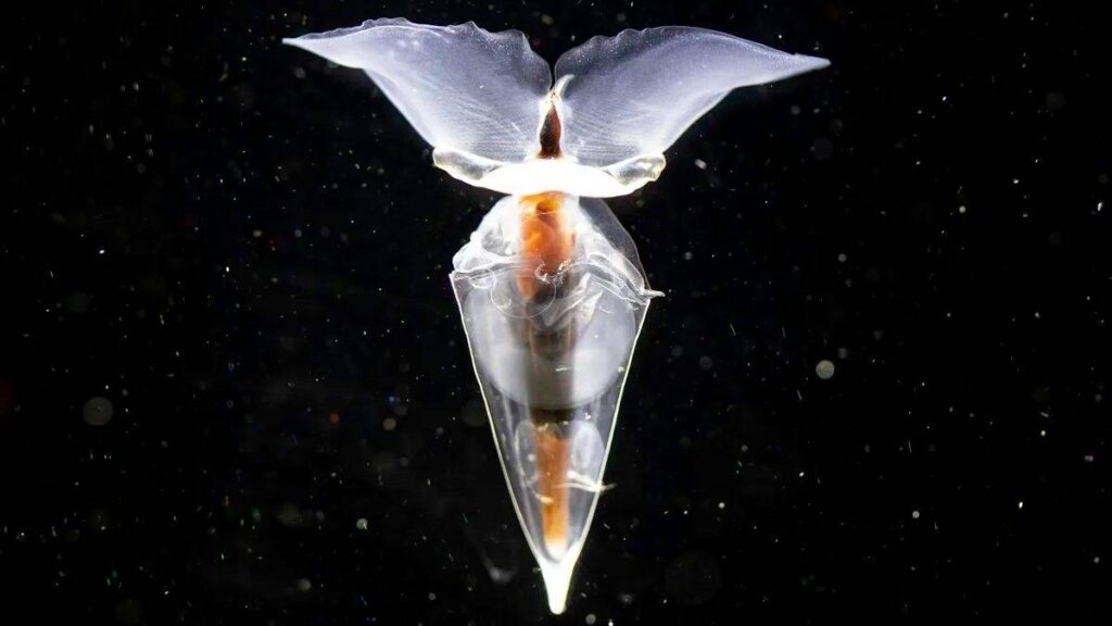 Hallan una extraña mariposa marina en el océano Antártico, se llama Clio: video