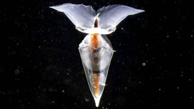Hallan una extraña mariposa marina en el océano Antártico, se llama Clio: video