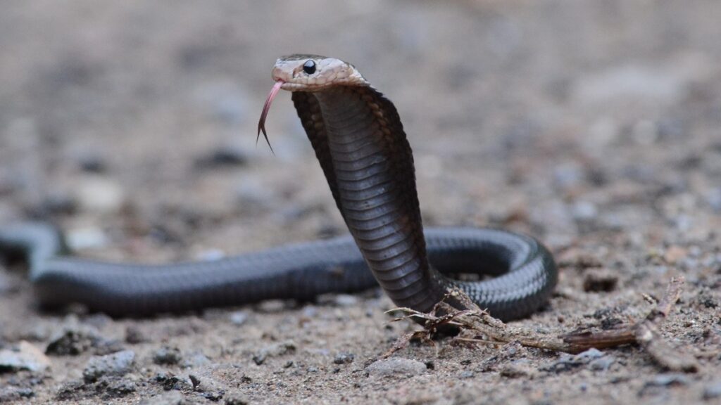 El caso de Frank Cuesta revive el debate sobre los peligros de esta serpiente venenosa presente en Asia y África