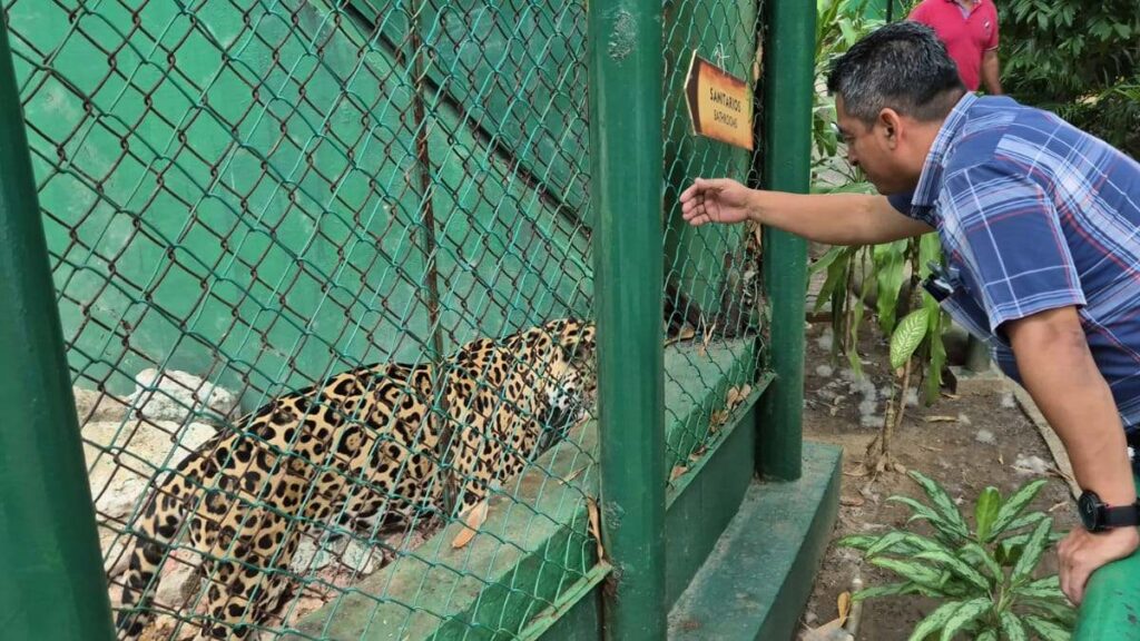 Conoce a Bruno, el jaguar que, de “narco mascota”, ahora es la estrella del Parque Museo La Venta, en Tabasco