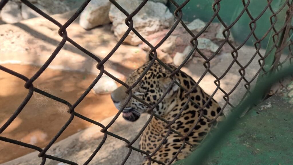 Conoce a Bruno, el jaguar que, de “narco mascota”, ahora es la estrella del Parque Museo La Venta, en Tabasco