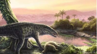 El sebécido fue un carnívoro gigante que vivió en el Caribe y fueron depredadores superiores hasta su extinción durante el Mioceno.