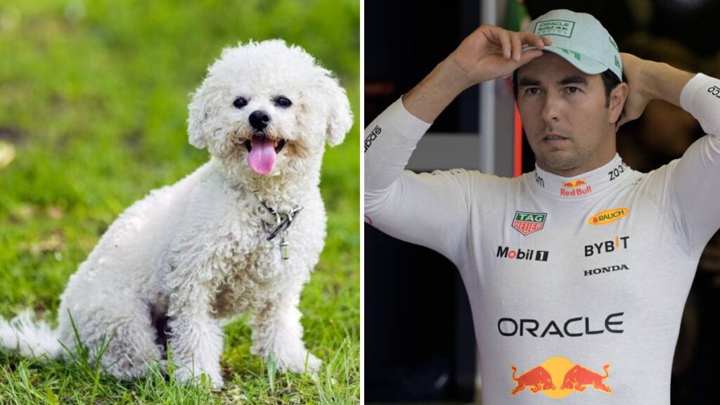 Fabbio perrito Checo Pérez