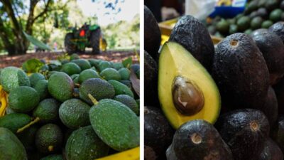 Eventos para la Feria del Aguacate de Tancítaro