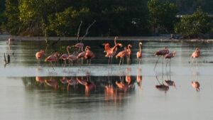 Inicia la temporada de flamencos en Yucatán: llegan miles de aves a reservas naturales