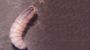 Sube a 17 el número de casos de miasis por gusano barrenador en humanos, ve estados afectados