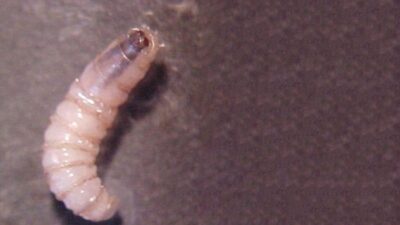 Alerta por gusano barrenador: ¿puede afectar a humanos y cómo identificar una larva?