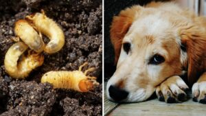 ¿Cómo evitar que tu perro se contagie con el gusano barrenador?