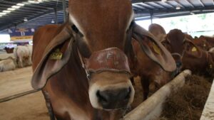 Gusano barrenador en Oaxaca preocupa a ganaderos