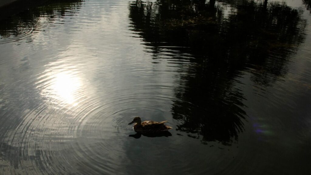 Lago en el Parque Bicentenario.