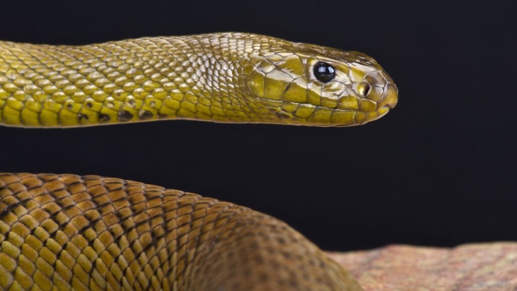 Aunque muchas especies de serpientes no representan amenaza para el ser humano, algunas pueden causar la muerte en cuestión de horas.