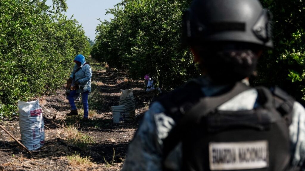 Tras ataques en Michoacán, limoneros de Apatzingán convocan a mesas de seguridad