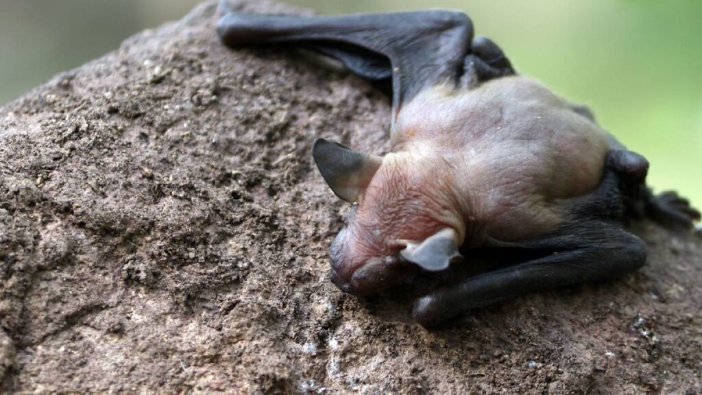 En la Noche de Murciélagos dormirás en el campamento.