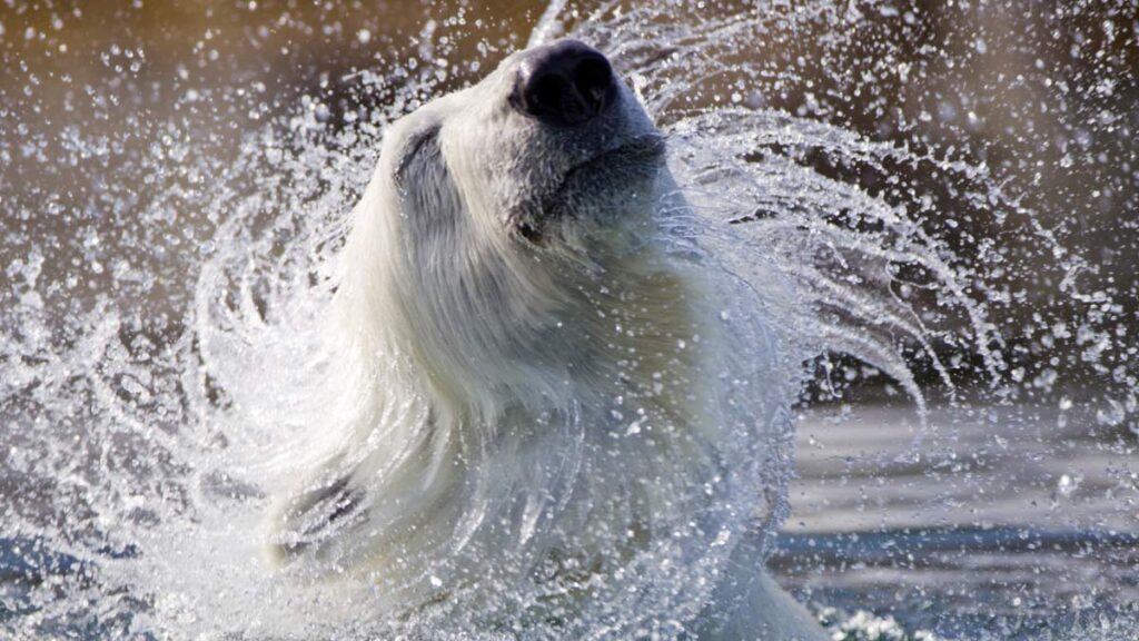Oso Blanco Mojado
