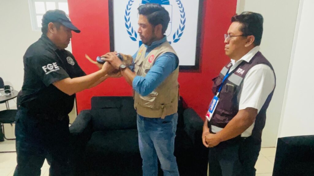 Rescatan a "Osito" el perrito que fue elevado con un dron en Quintana Roo