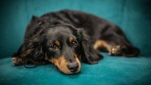 Cómo cuidar a tu mascota durante una contingencia ambiental por mala calidad del aire