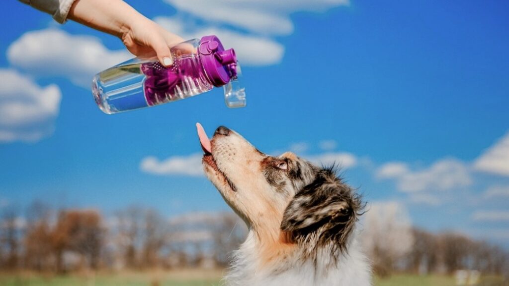 Perros Agua