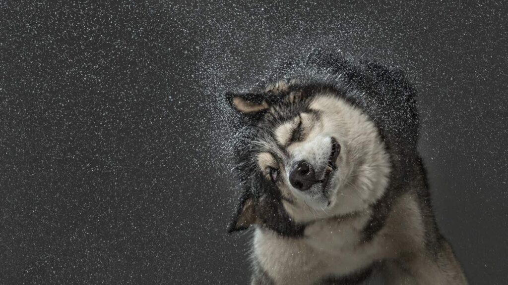 Perros Mojados