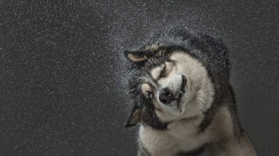 Perros Mojados