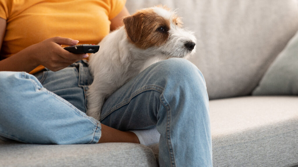 ¿Pueden los perros ver la televisión? Esto dice la ciencia