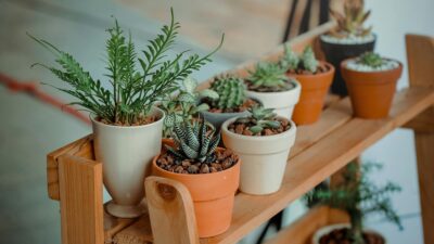 Plantas
