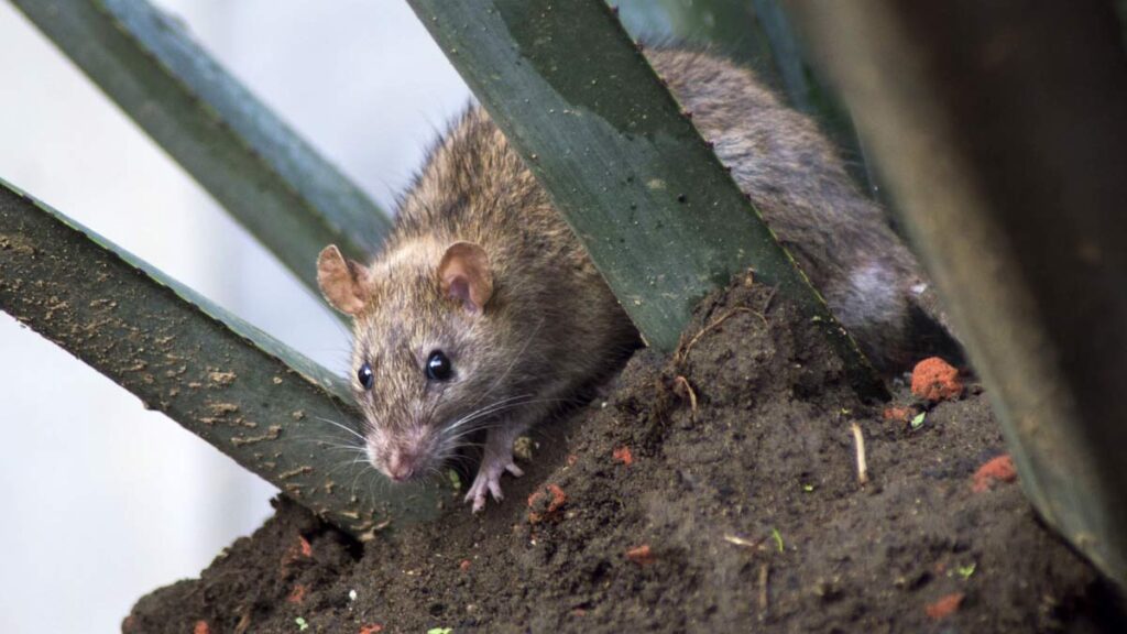 Ratas Calor
