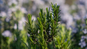 Hervir romero en casa: el secreto natural para salud y bienestar