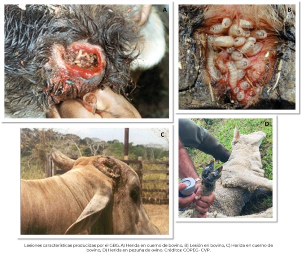 Alerta por el gusano barrenador: ¿por qué es tan peligroso y que enfermedad provoca?