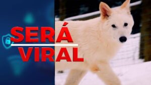“Será viral” analiza la desextinción de “lobos terribles”