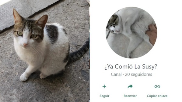 Susy