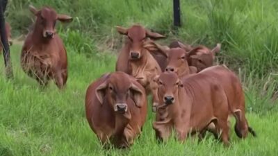 Tamaulipas, libre del gusano barrenador; confirman ganaderos