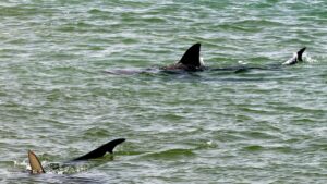 Hombre muere tras brutal ataque de tiburón: “¡Me están mordiendo!”