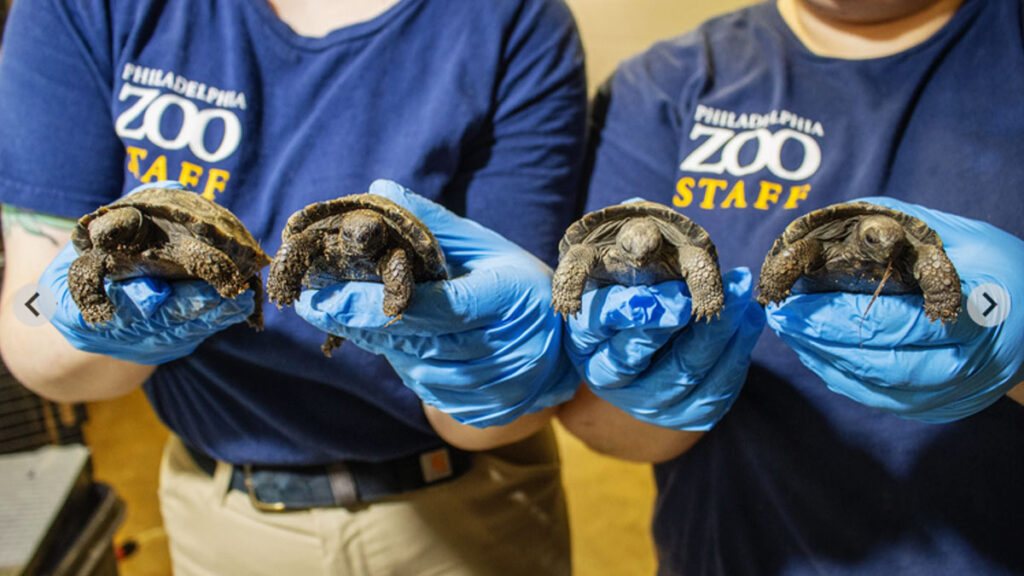 tortugas de galápagos