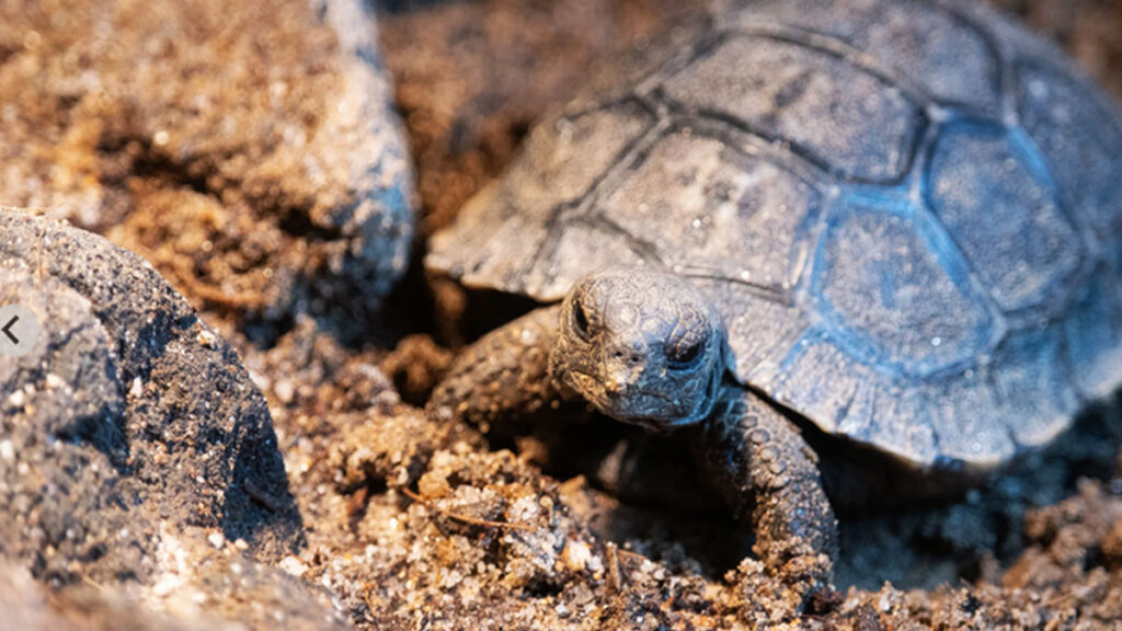 tortugas de galápagos
