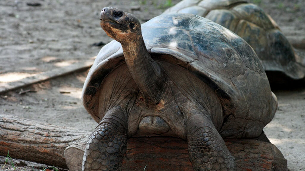tortugas de galápagos