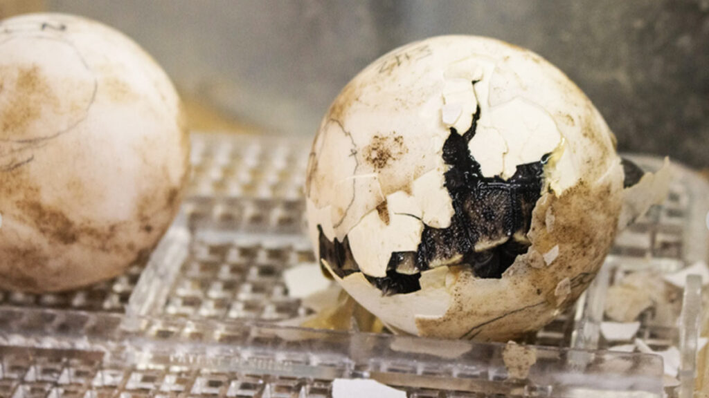 tortugas de galápagos