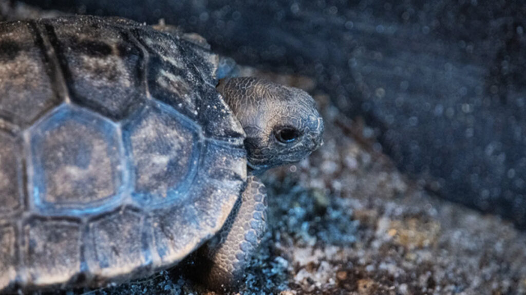 tortugas de galápagos