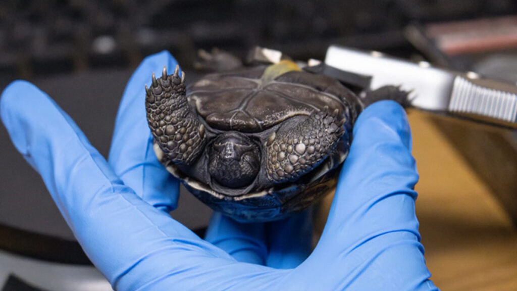 tortugas de galápagos